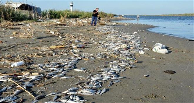 Mersin´de Telef Olan Binlerce Balık Sahile Vurdu