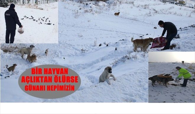 Etimesgut Belediyesi sokak hayvanlarını unutmadı