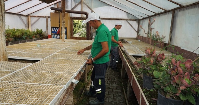 Beypazarı Belediyesi Seralarında Üretim Sürüyor