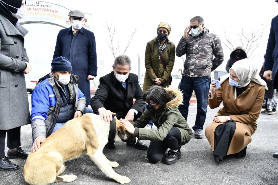 Başkan Köse Sokak Köpeği Sahiplendirdi