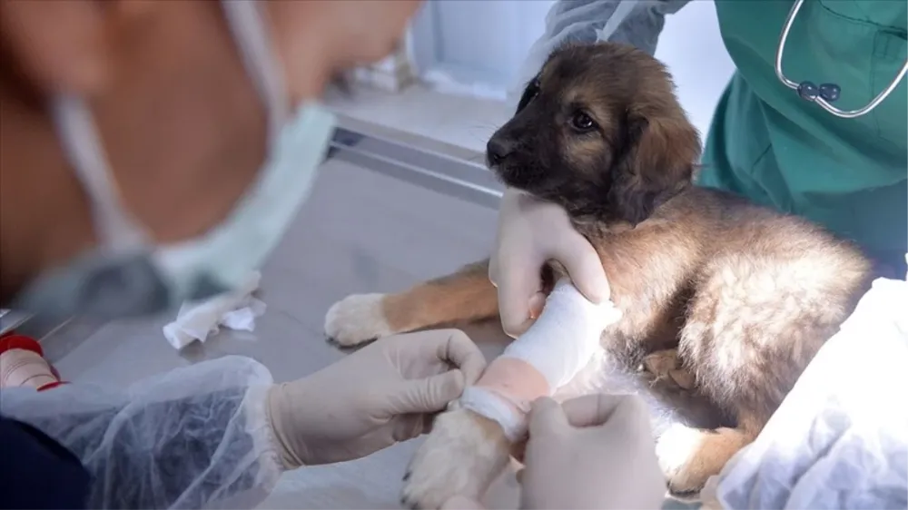 Veterinerler uyardı: Yaralı hayvanlara hastanelerde müdahale edilemez