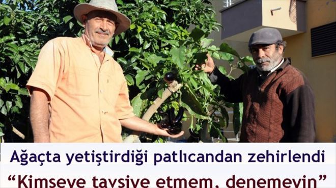 AĞAÇTA YETİŞTİRDİĞİ PATLICAN ZEHİRLEDİ