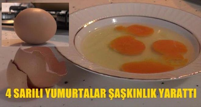 4 SARILI YUMURTALAR ŞAŞIRTIYOR