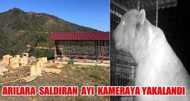 TRABZON´DA ARI KOVANLARINA AYI SALDIRISI KAMERADA