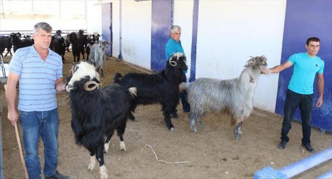 Makü, Honamlı Keçisinin Saf Irkını Yetiştirdi