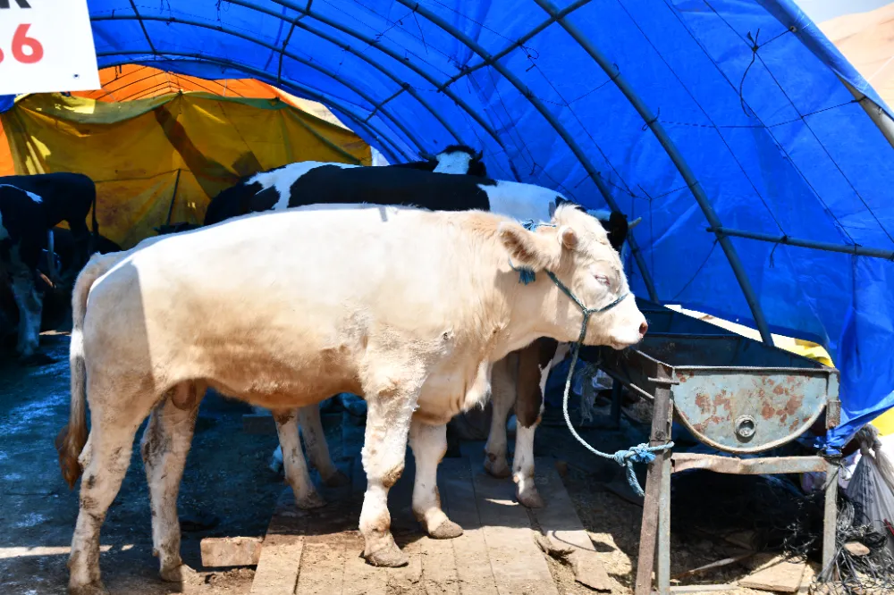 Mamak’ta Kurban Bayramı İçin  Tüm Hazırlıklar Tamam
